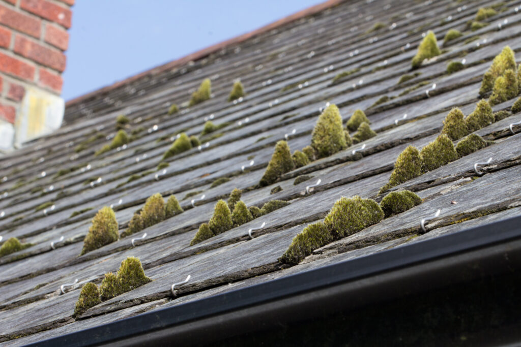 Heavy moss is growing on several slate tiles