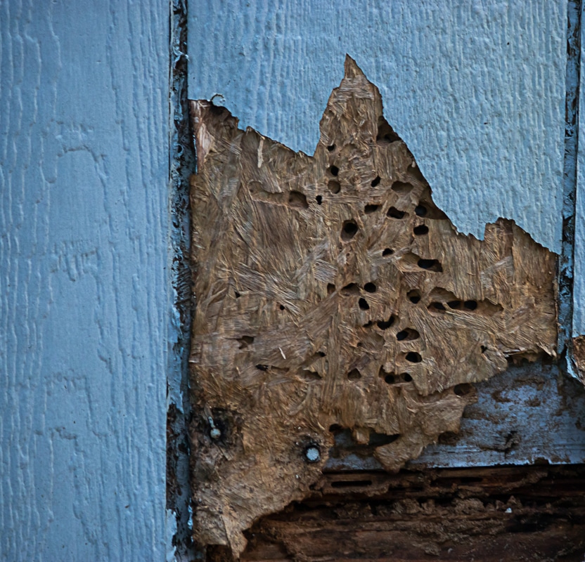 Wood siding with chipped paint and entry holes from past damage