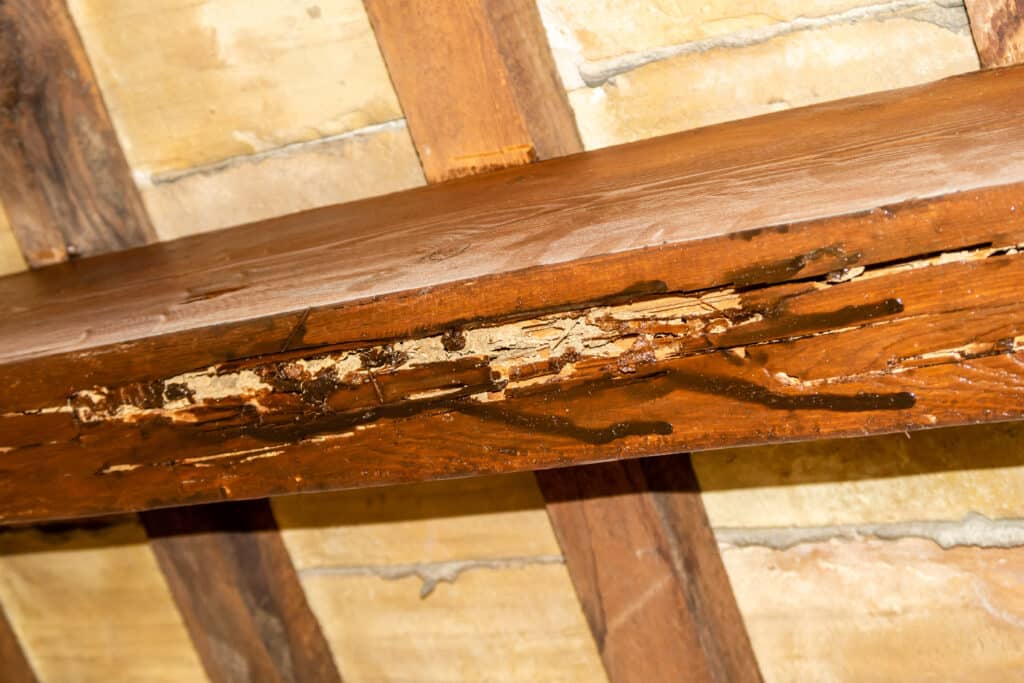 Damage from termites
