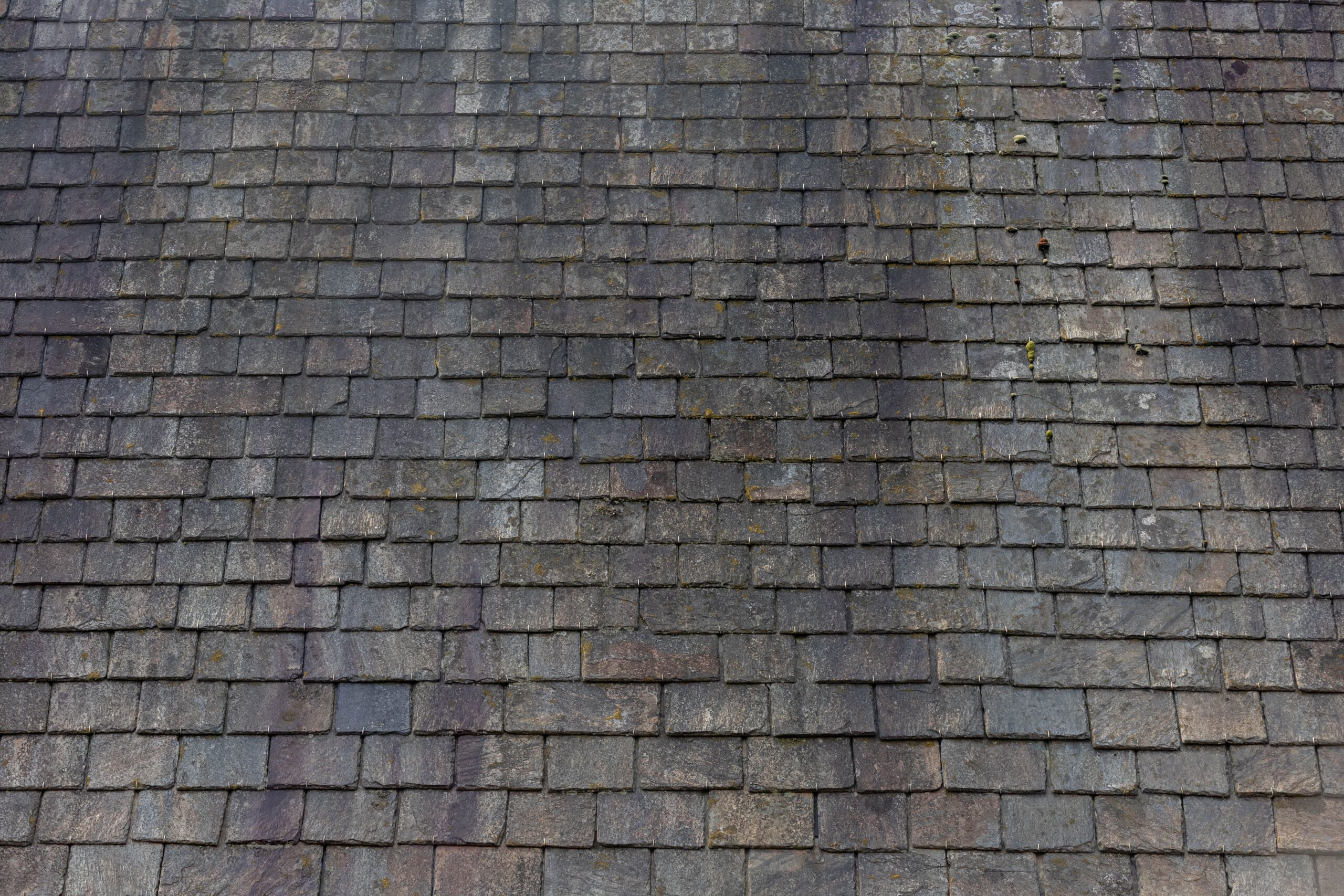Discolored roofing shingles from algae growth